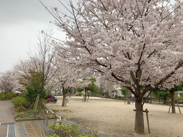 若い桜の木が20本くらい並ぶ（撮影：2023年03月24日）