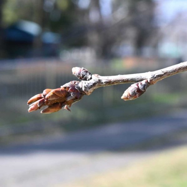 相生橋付近。まだまだつぼみが固い印象（撮影：2026年３月１日 日曜日)
