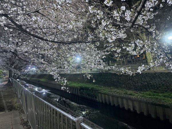 夜桜も楽しめる（撮影：2026年３月28日）