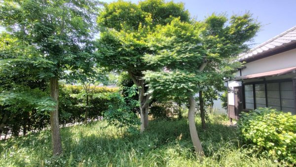 成田東の自宅の中庭（写真提供：NPO法人TFF）