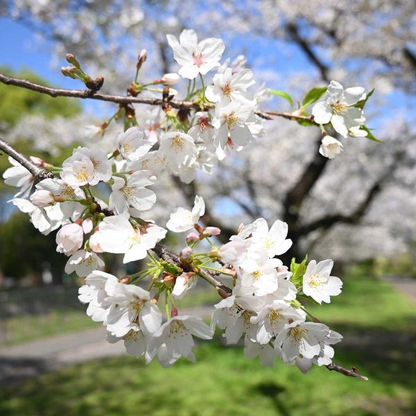 相生橋付近（撮影：2026年４月３日 金曜日)