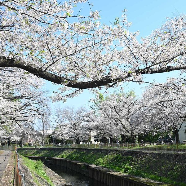 杉二小前広場付近（撮影：2026年４月３日 金曜日)