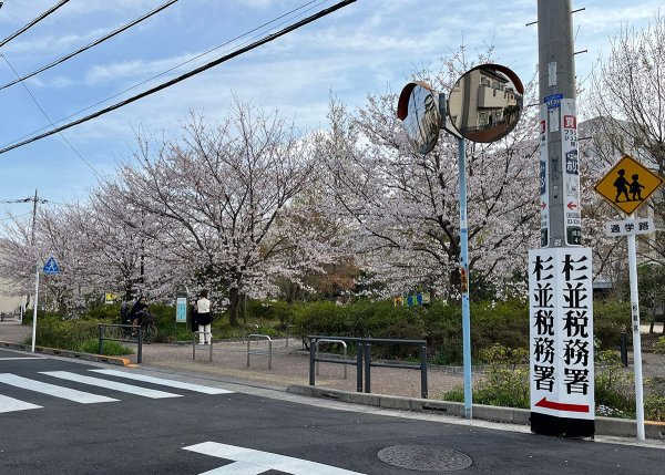 若い桜の木が20本くらい並ぶ（撮影：2026年３月30日）