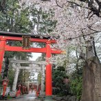 カメラに収めたくなる一の鳥居と桜の風景（撮影：2026年4月1日）