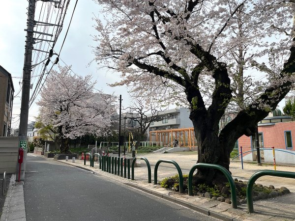 桜の古木が２本そびえる（撮影：2026年３月30日）