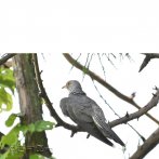 カッコウの雄。６月、善福寺公園上池で撮影