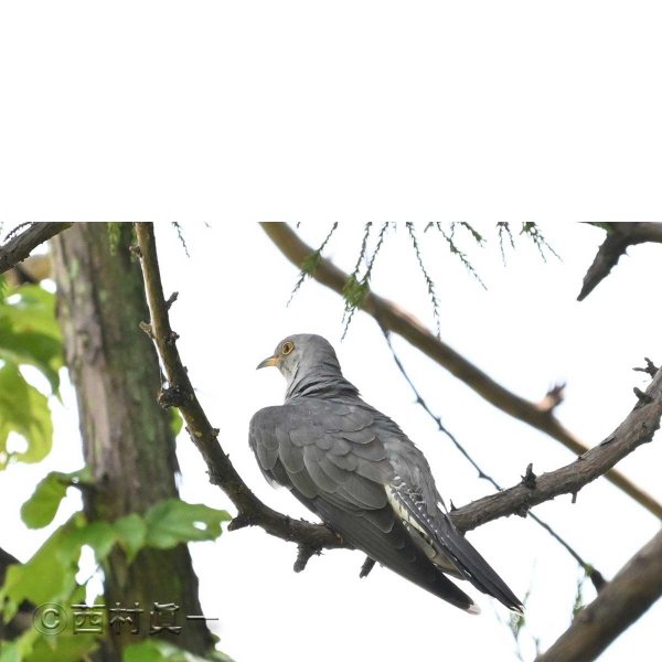 カッコウの雄。６月、善福寺公園上池で撮影