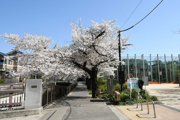 神田川遊歩道沿いの桜のアーチをくぐって公園へ（撮影：2026年4月3日）