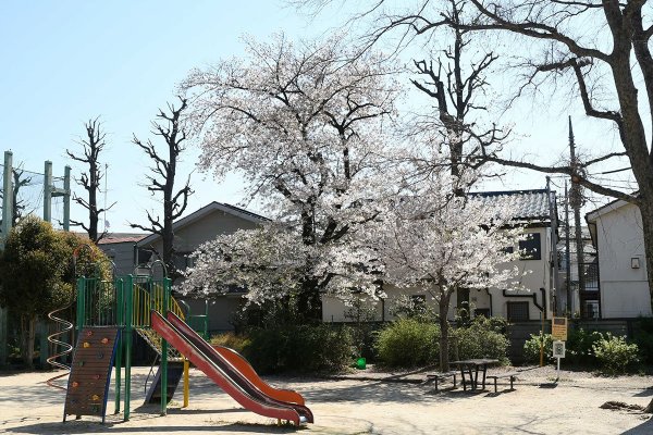 公園内の桜と遊具で子供と楽しいひと時を（撮影：2026年4月3日）