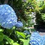 緑道を彩る四季折々の花（撮影：2026年5月29日）
