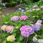早咲きのアジサイ。園全体の見頃は６月初旬（撮影：2026年5月24日）