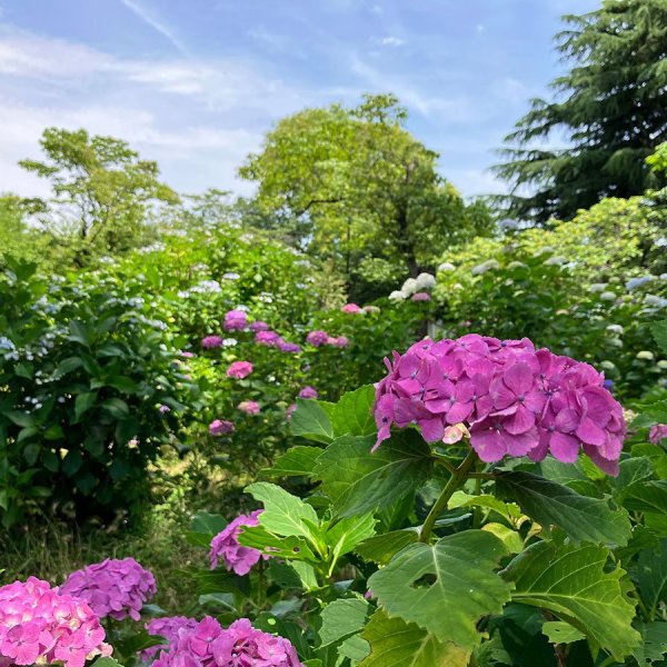桜のほかに６月にはアジサイも楽しめる