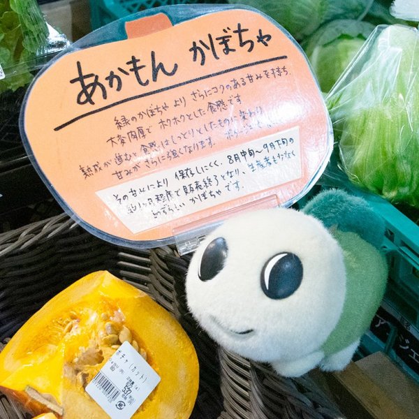 あかもんかぼちゃはコクのある味が特徴。８月中旬〜９月下旬の限定販売