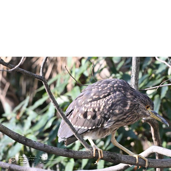 ゴイサギ（幼鳥）
