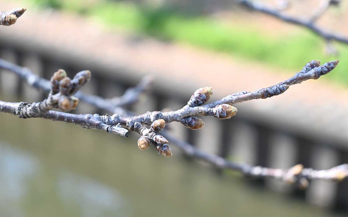 天王橋付近。つぼみが少しずつ膨らんできている（撮影：2026年３月９日 月曜日）