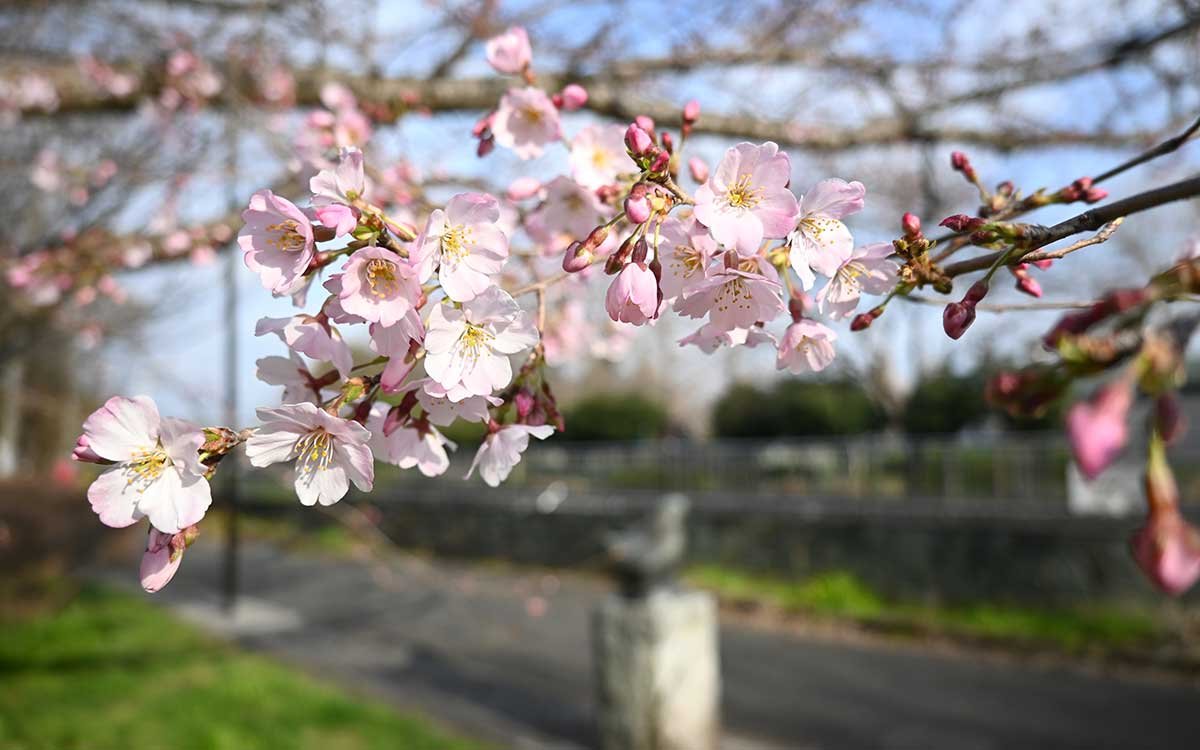 白山前橋付近。小松乙女が咲き始めている（撮影：2026年３月18日 水曜日）
