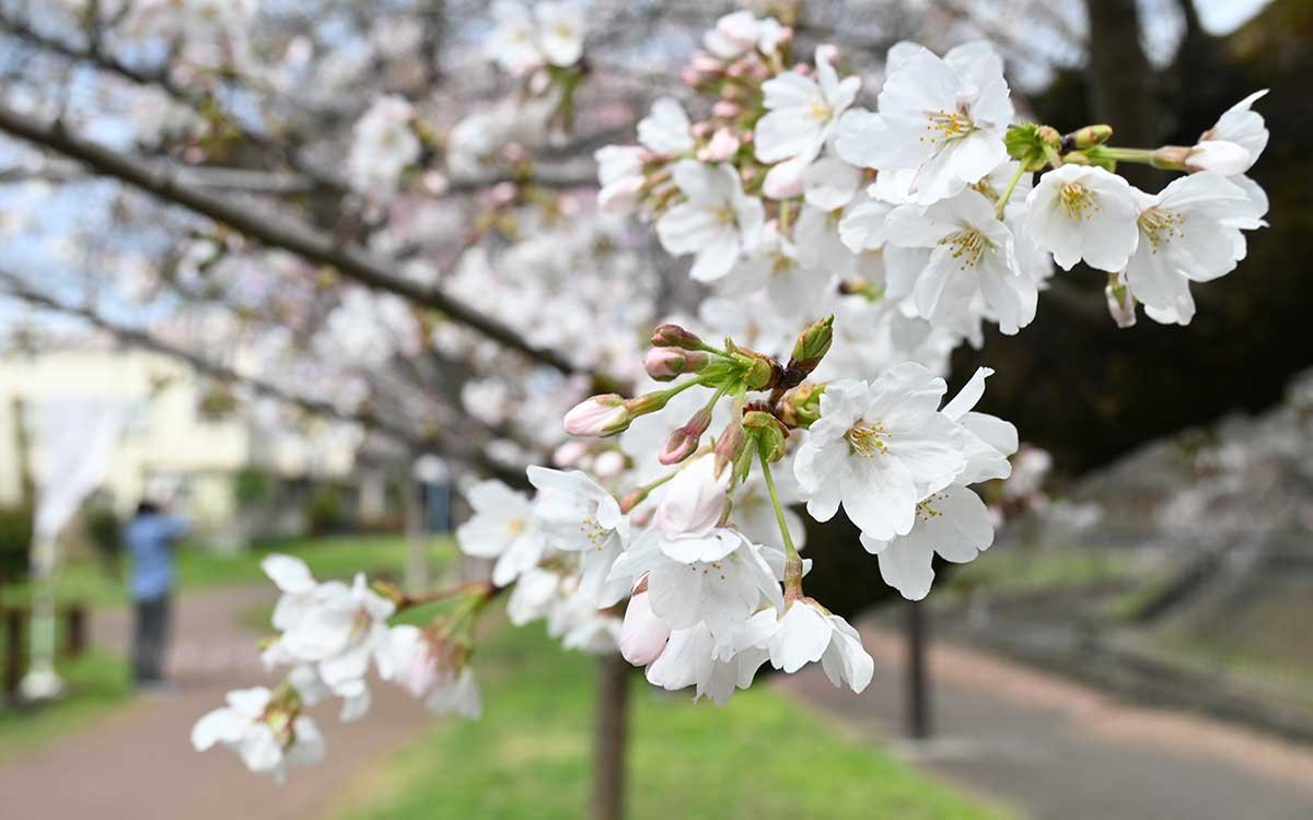 屋倉橋付近。もうすぐ満開！？（撮影：2026年３月23日 月曜日）