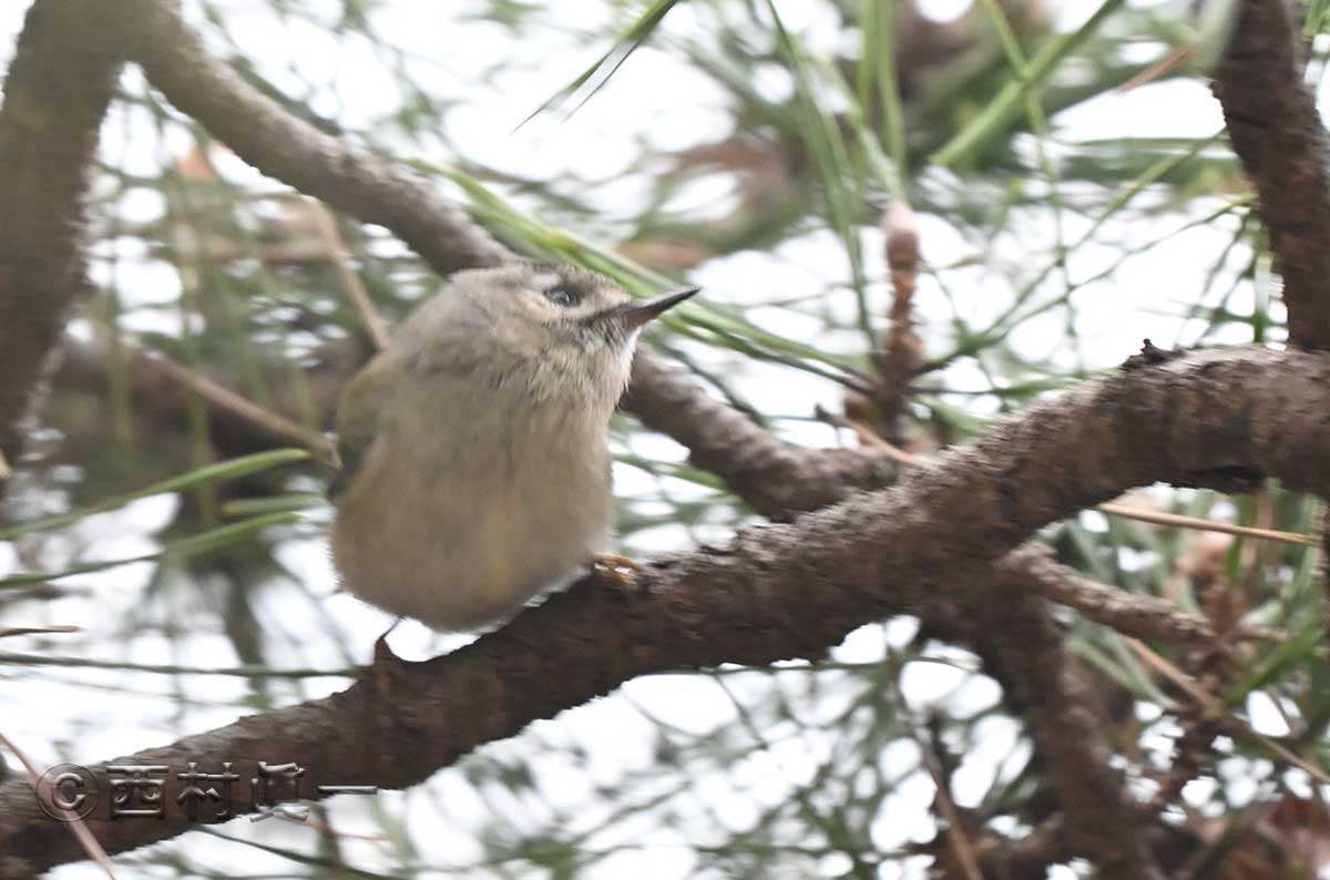 くちばしが細く短いキクイタダキ。１月、善福寺公園で撮影