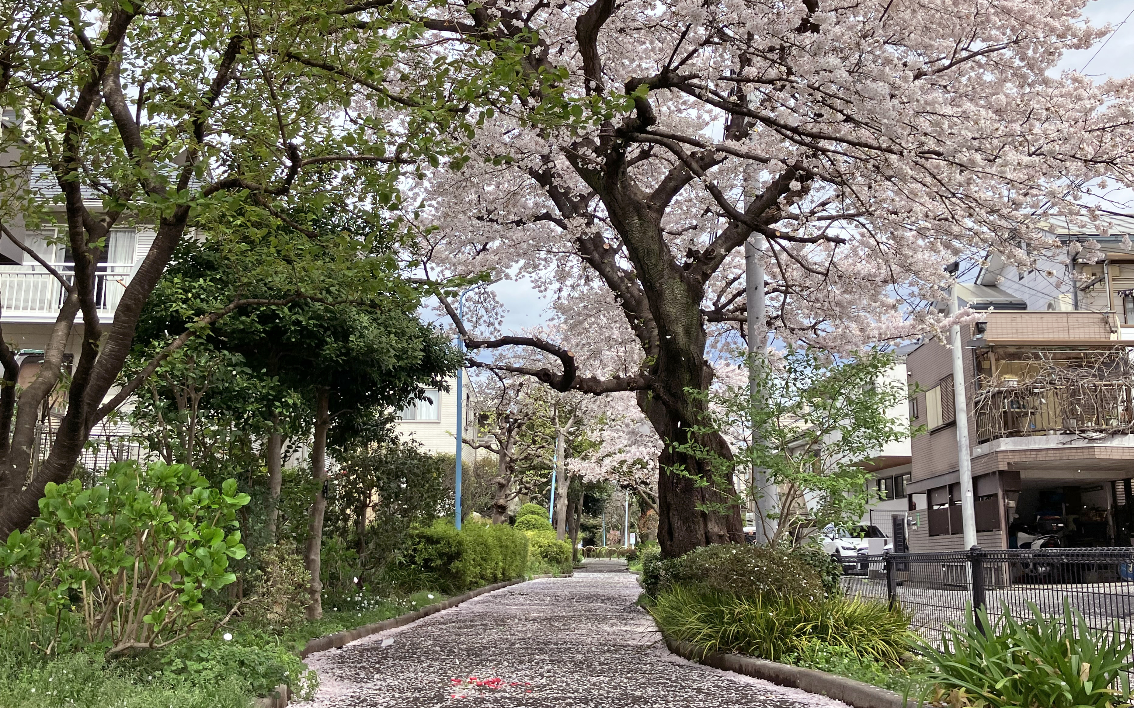 区立桃井第五小学校付近の桜並木（撮影：2023年３月24日）