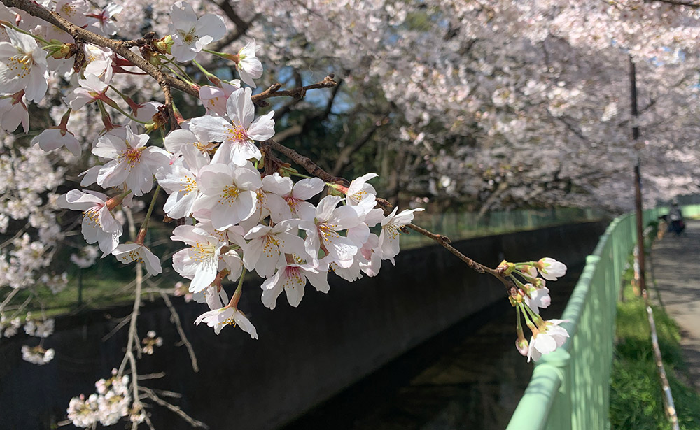 富士見ヶ丘付近（撮影：2021年３月24日）