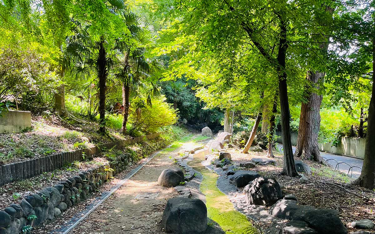 夏の杉並区立和田堀公園。流れの水面のきらめきが散策をより豊かなものに