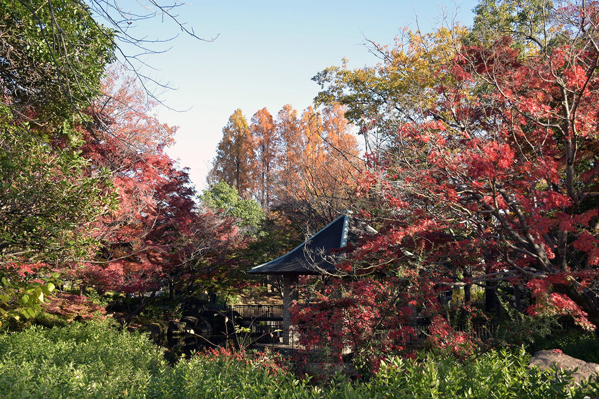 木々が色付く季節の区立馬橋公園（撮影：2022年11月27日）