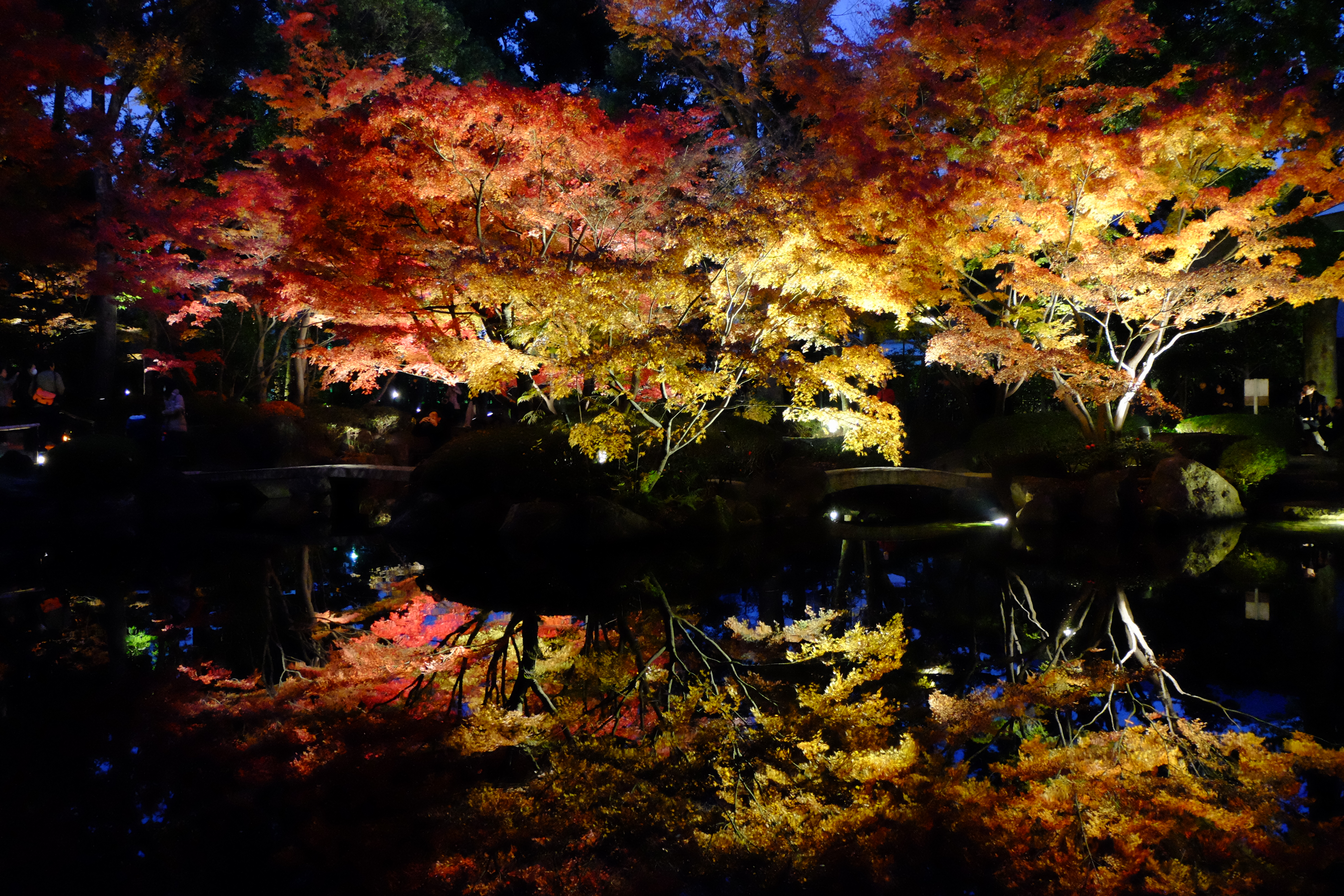 毎年11月末に紅葉ライトアップが開催される