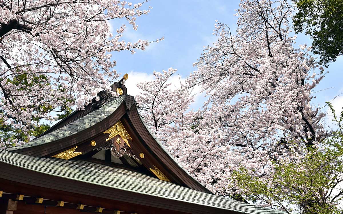 神楽殿と桜（撮影：2022年3月31日）