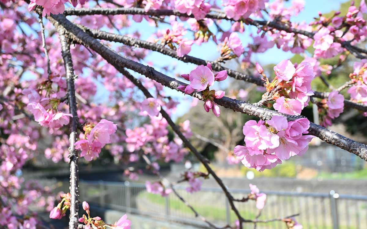 成園橋付近。河津桜が一足先に見頃を迎えている（撮影：2026年３月１日 日曜日)