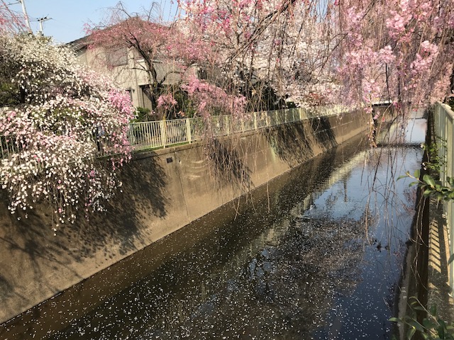 神田 川 桜