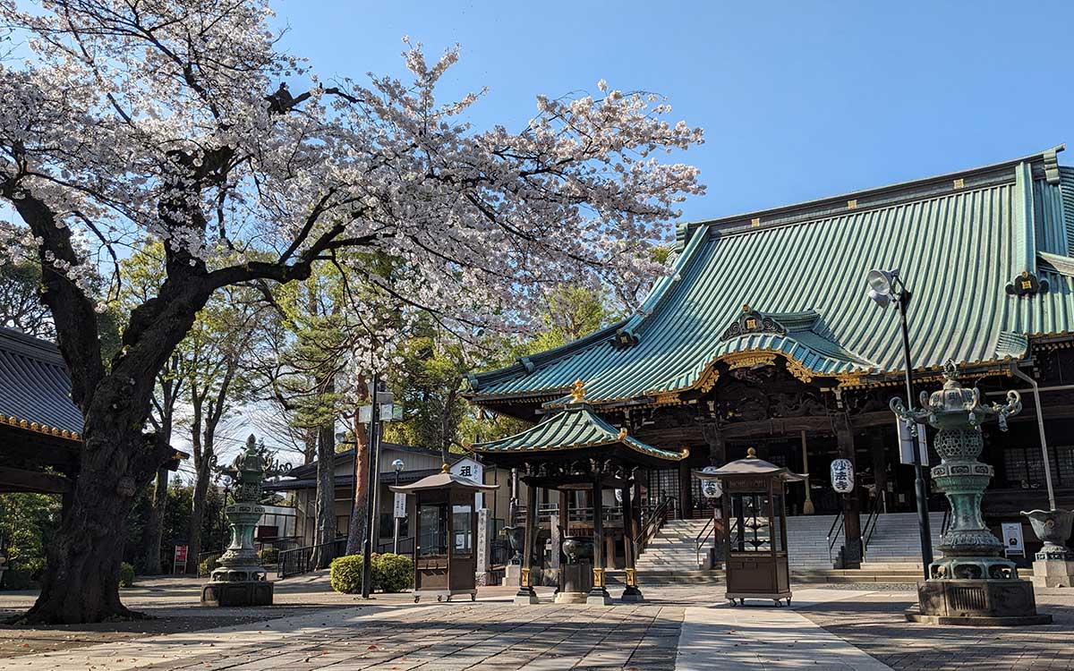 祖師堂の緑がかった屋根をバックに桜が映える（撮影：2024年４月８日）