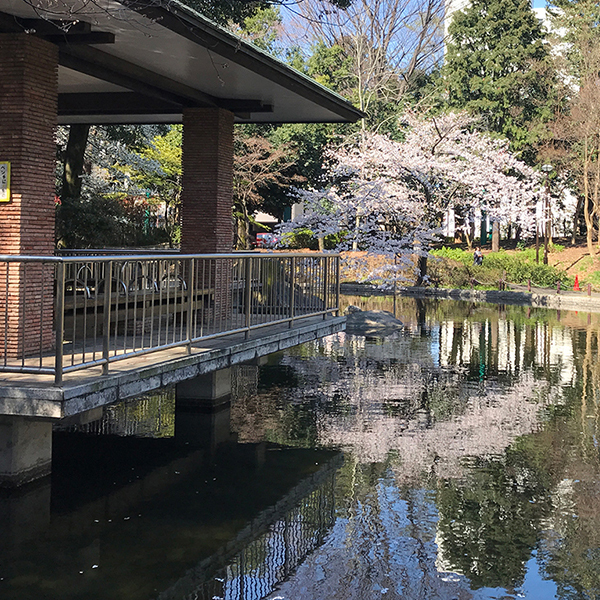 お花見ポイント Br 区立蚕糸 さんし の森公園 すぎなみ学倶楽部