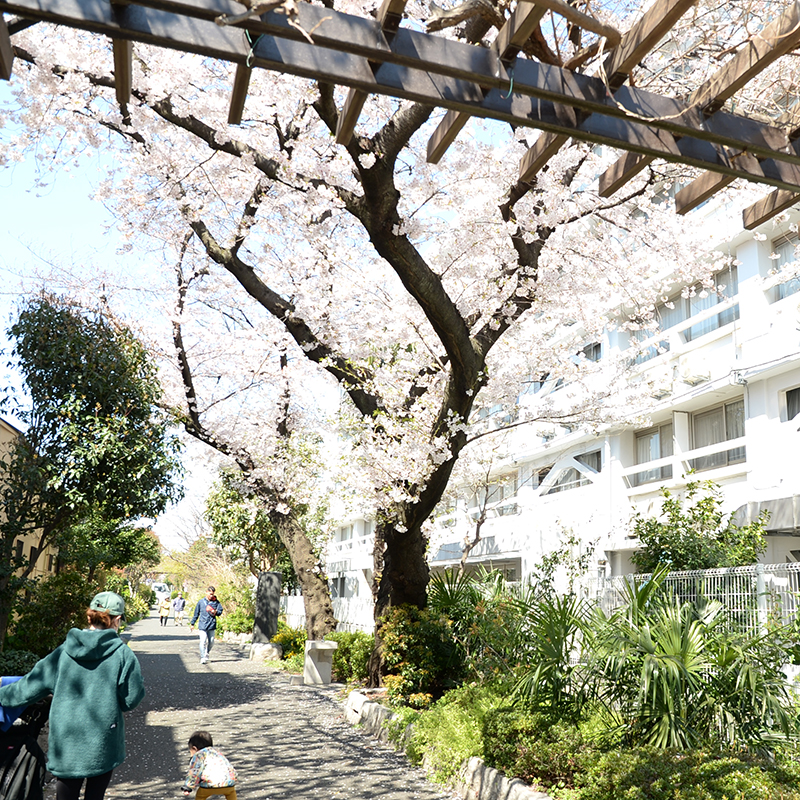 お花見ポイント 身近な公園 すぎなみ学倶楽部