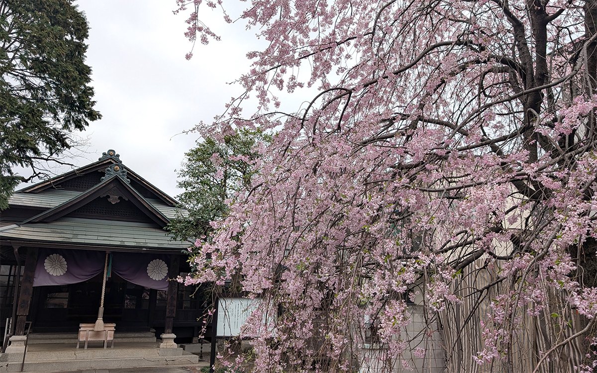 花びらの先が少し濃いピンク色をしており、写真に映える（撮影：2026年４月２日）