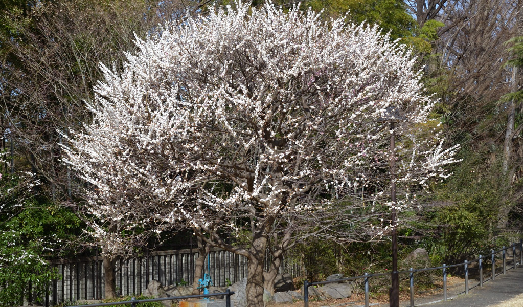 芝生エリアに咲く「思いのまま」。１本の木に紅、白、絞りを咲き分ける品種