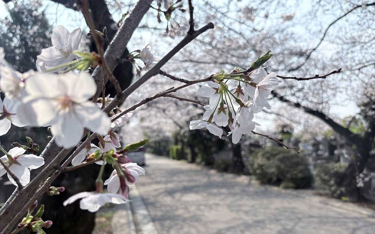 （撮影：2026年３月29日 ）