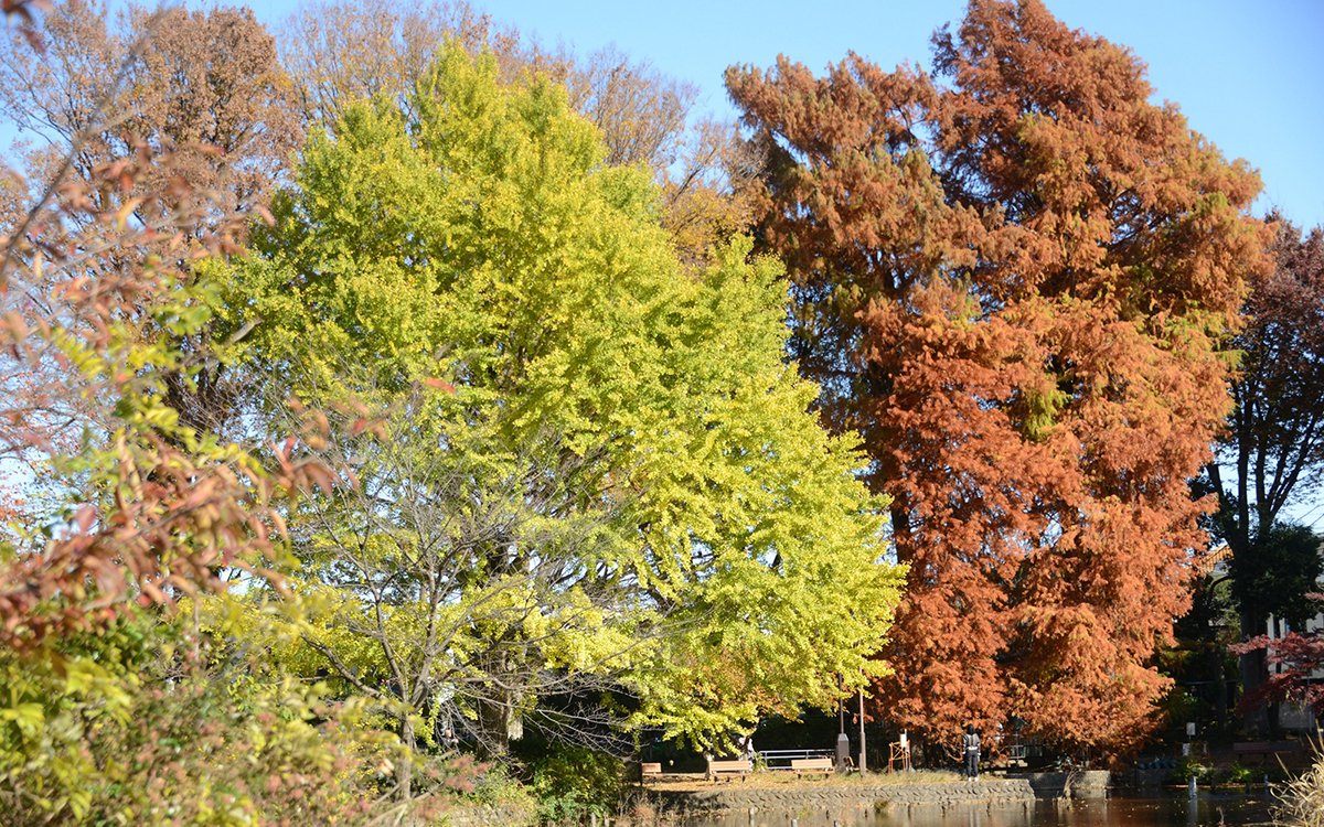 下の池の紅葉(撮影:2025年11月28日)