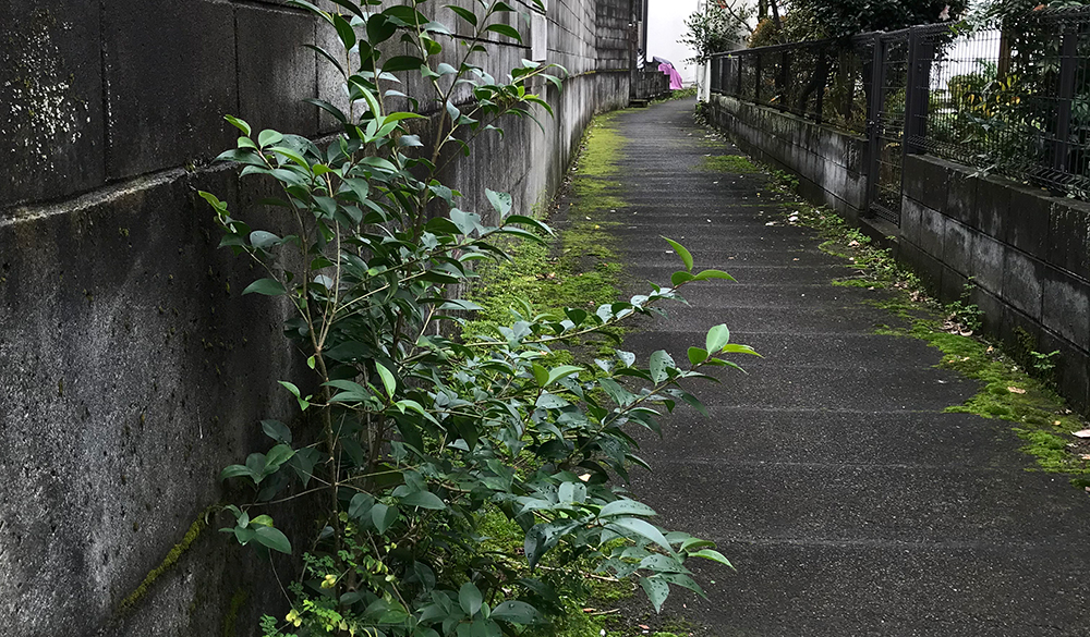 （仮称）天沼１丁目支流の暗渠。青々としたコケが水辺を感じさせる