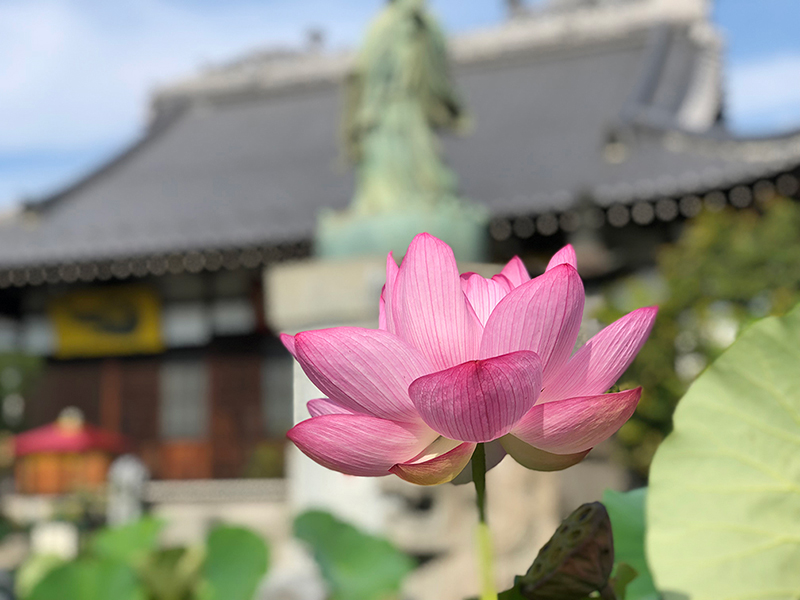 丹精こめて育てられている蓮（写真提供：長善寺）