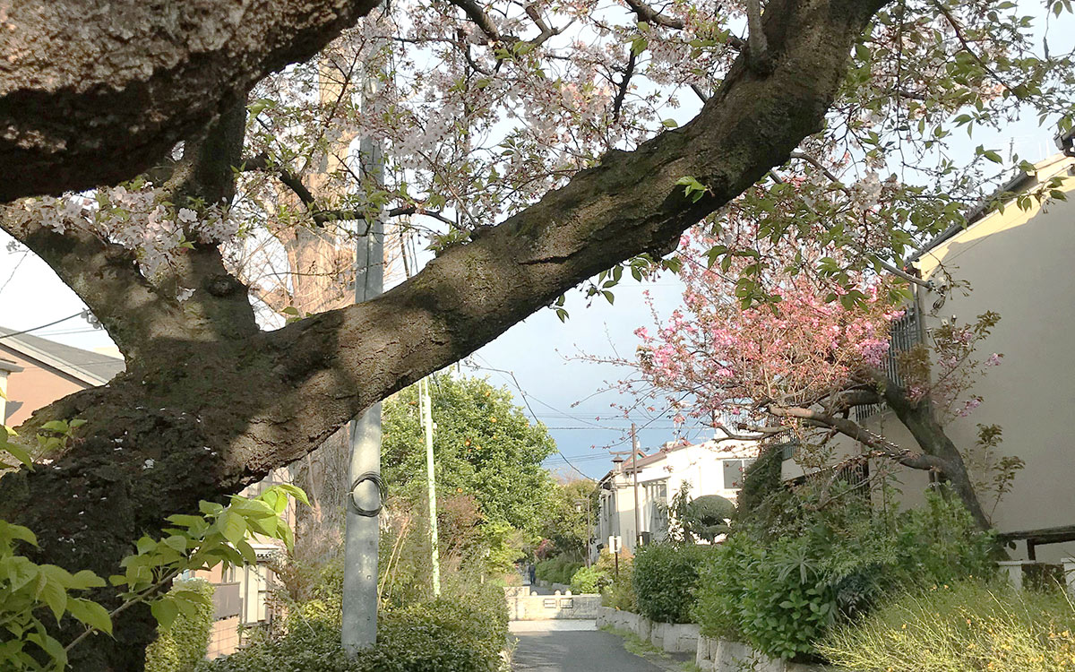 歩きながら季節の草花を楽しめるように工夫されている（撮影：2020年4月5日）