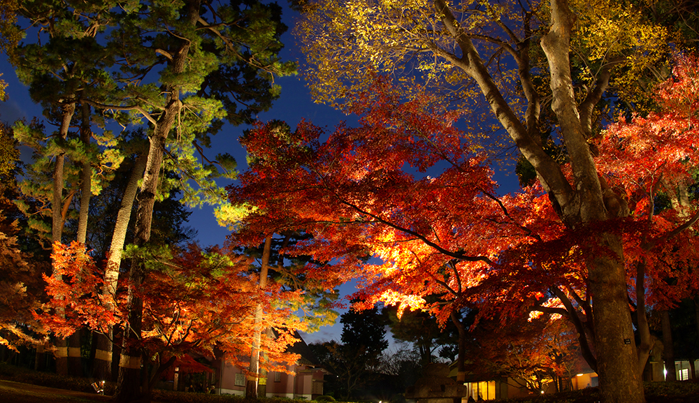 紅葉シーズンのライトアップ