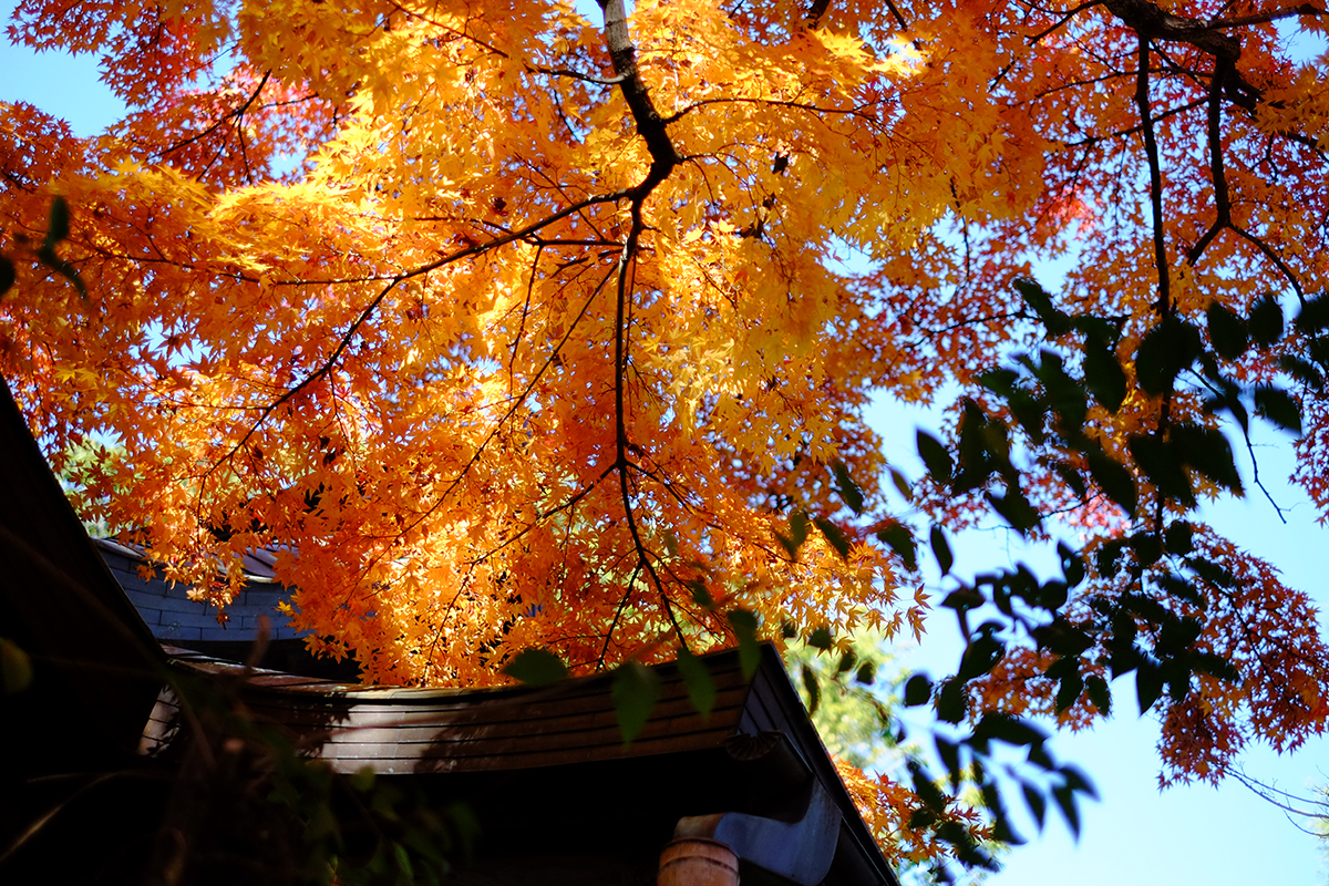 紅葉も参拝の楽しみの一つ