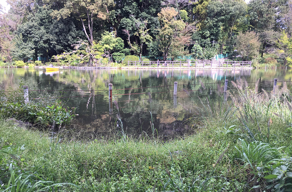 武蔵野三大湧水地の一つ、善福寺池