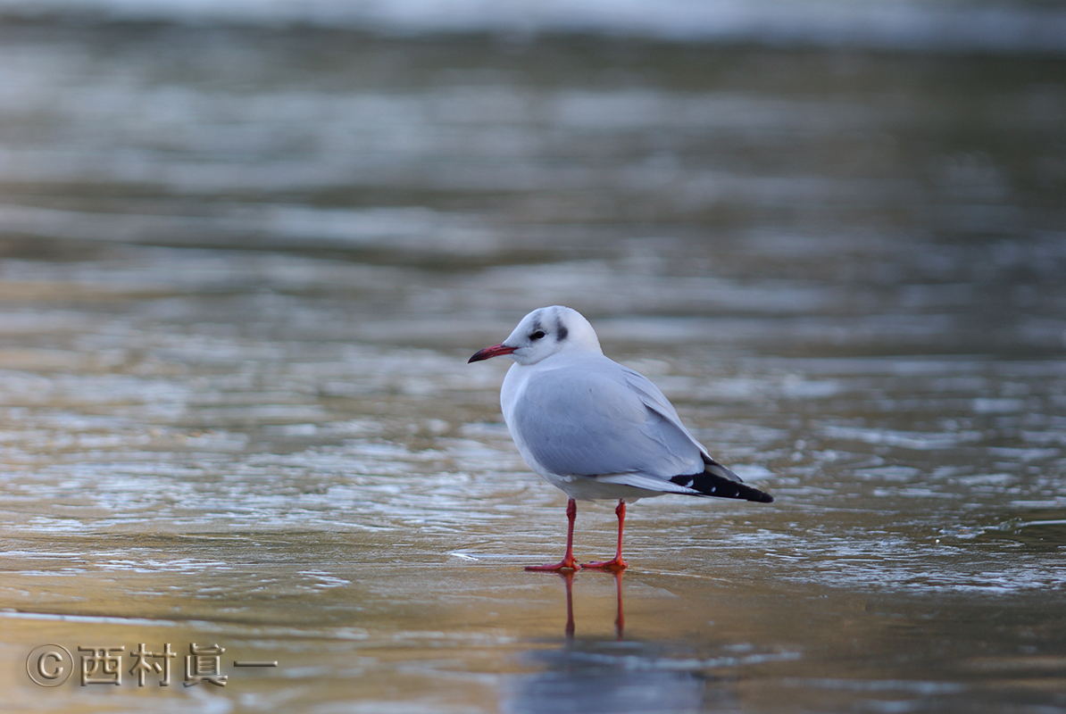 氷上のユリカモメ（都立善福寺公園で撮影）