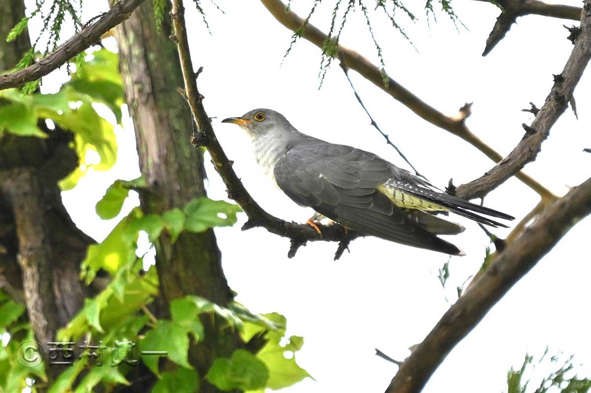 カッコウの雄。６月、善福寺公園上池で撮影