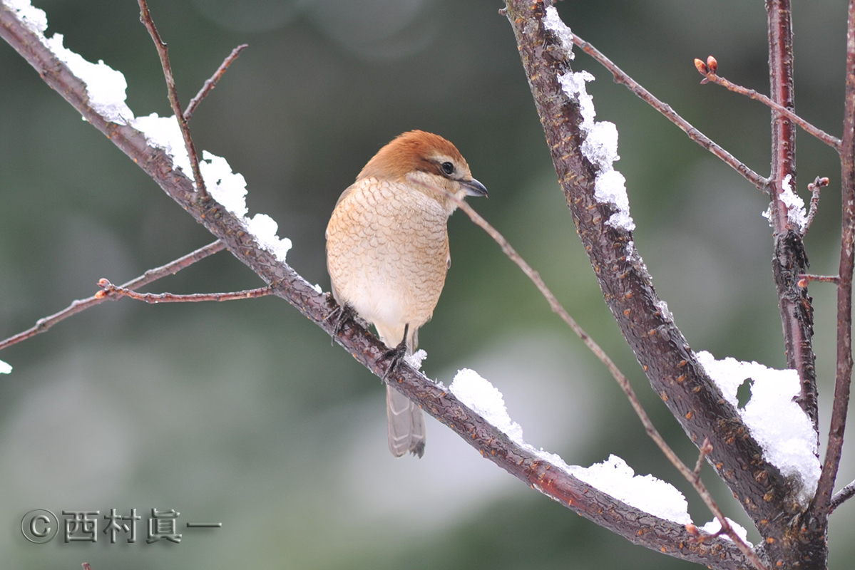 モズ（雌）。２月、都立善福寺公園で撮影