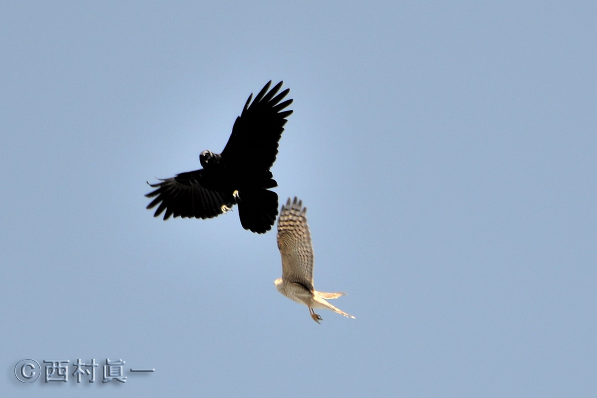 オオタカとハシブトガラスの空中戦（都立善福寺公園で撮影）