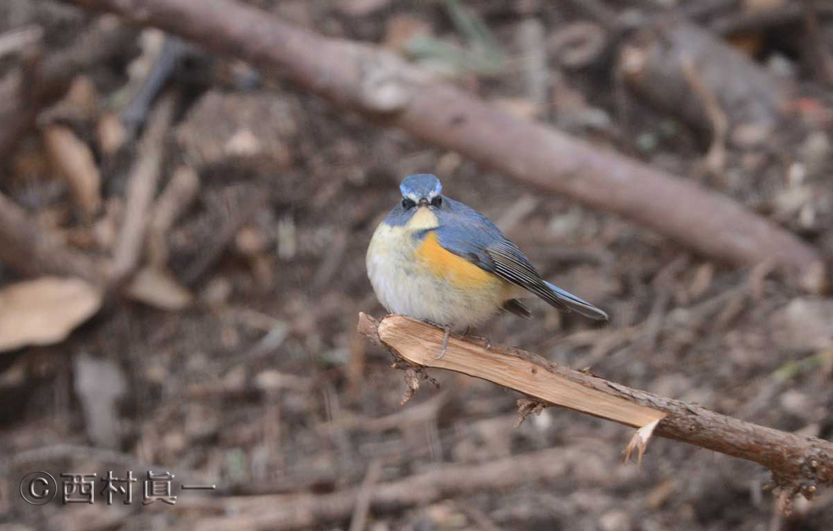 ルリビタキの雄。２月、都立善福寺公園で撮影