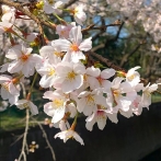 画像:2025年春、杉並のお花見情報