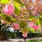 画像:八重桜が見られる杉並の公園